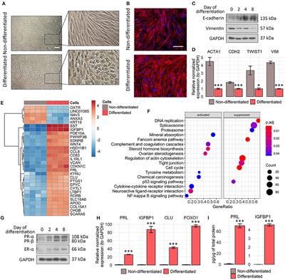 “All-In-One” Genetic Tool Assessing Endometrial Receptivity for Personalized Screening of Female Sex Steroid Hormones